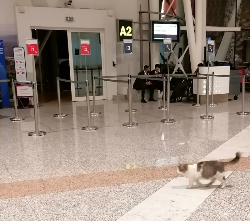 marrakech-airport-cat.jpg