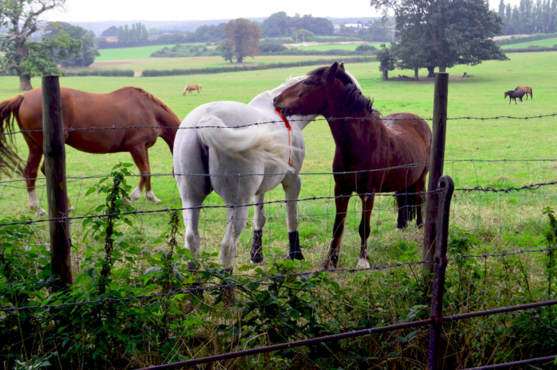 Photoshopped image of horses grazing in a field, one horse seeming to drink blood from another's wound.